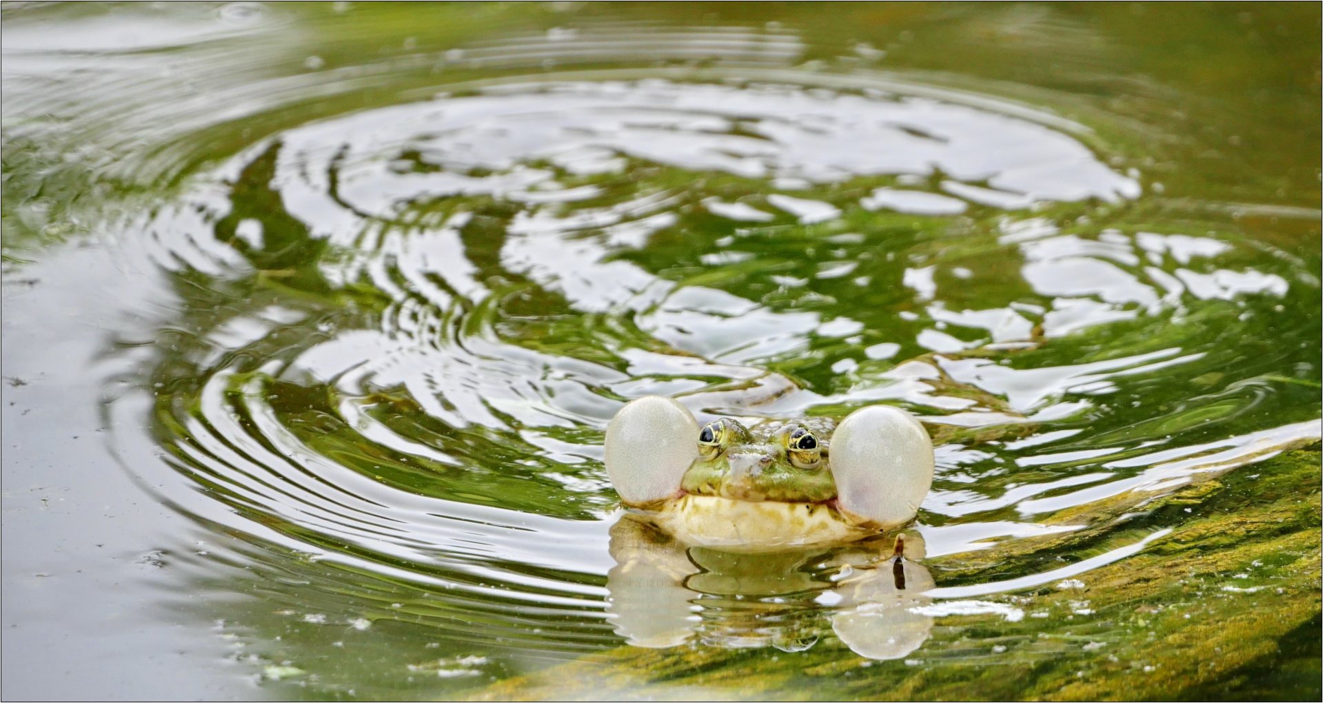 ab ins freibad