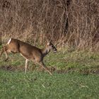 ab ins Gebüsch