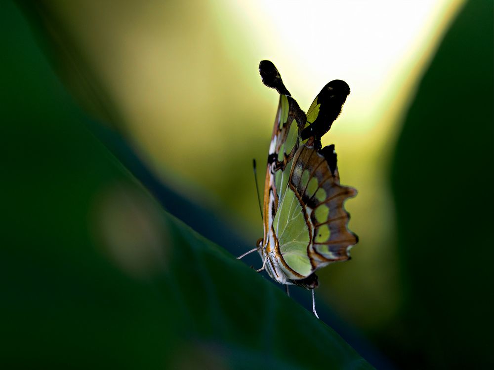 Ab ins Licht