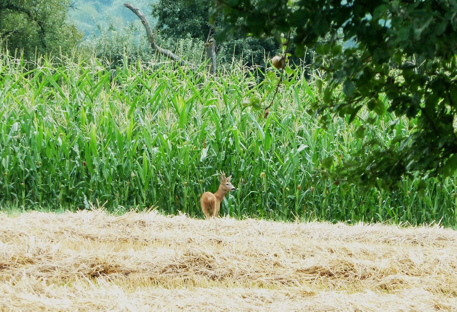 Ab ins Maisfeld (07.08.2013)