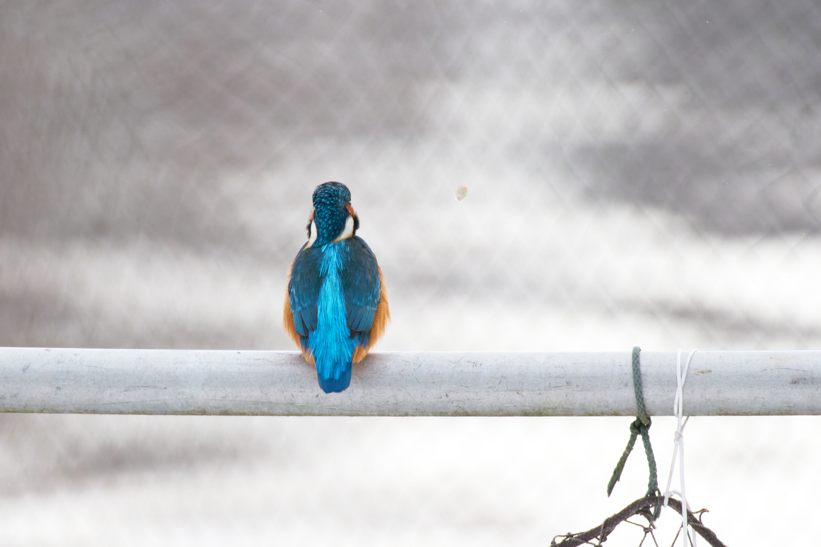 Ab ins Netz damit.. Eisvogel mit fliegendem Speiballen