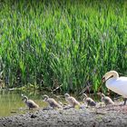 "AB IN´S WASSER"