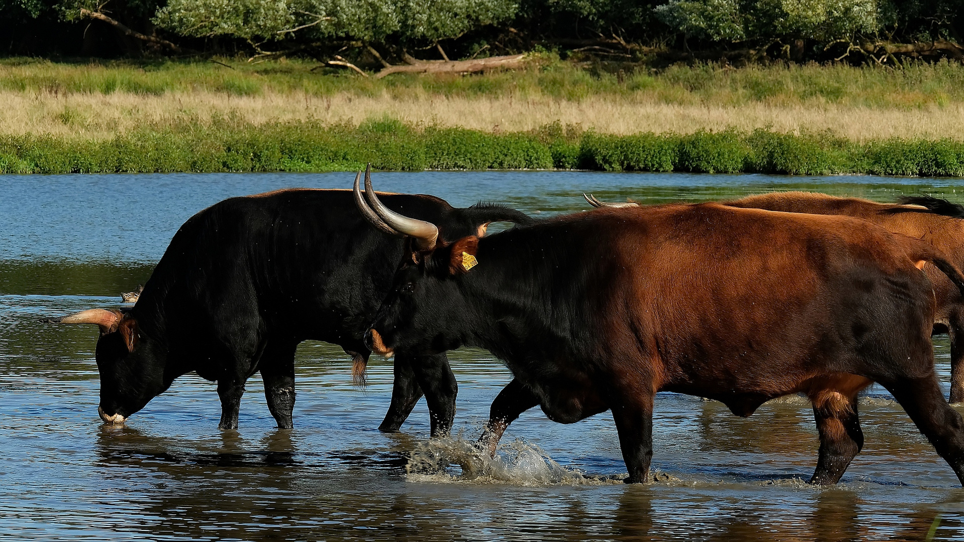 Ab in´s Wasser ....