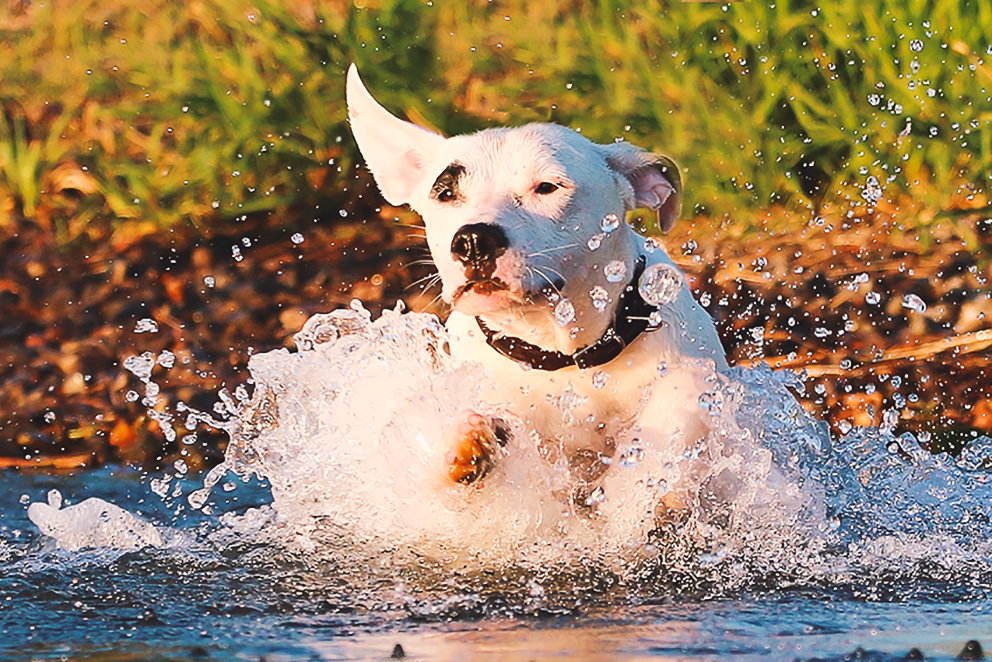 Ab ins Wasser