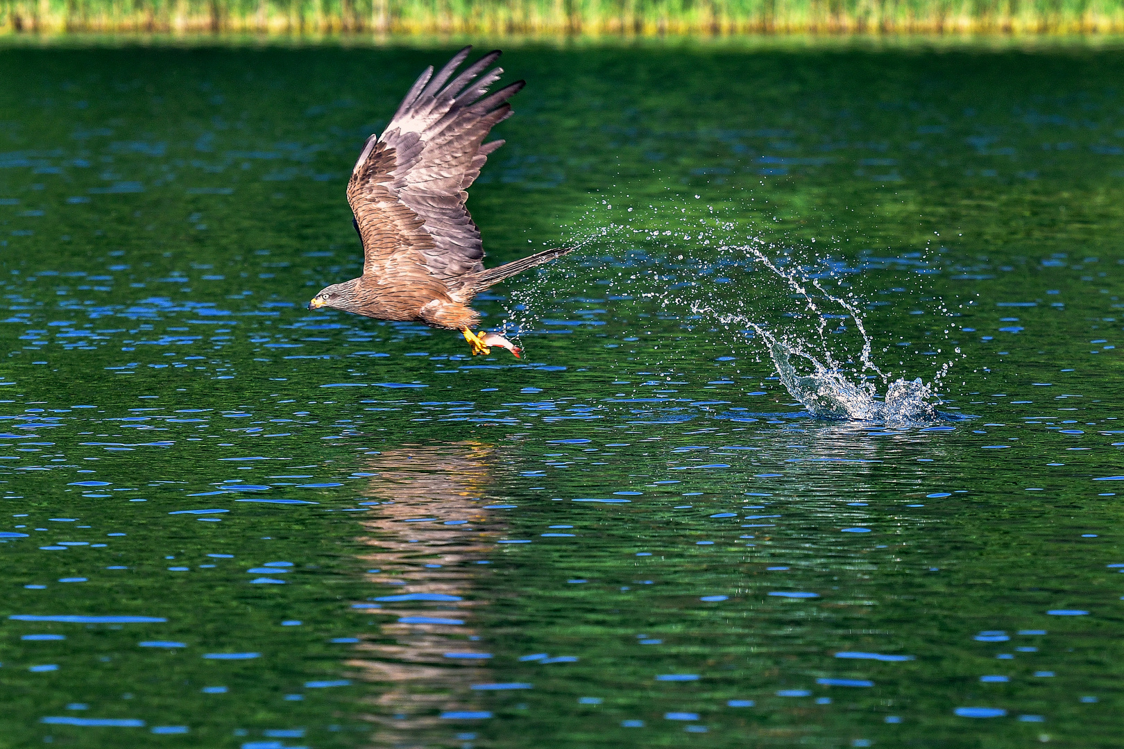 Ab ins Wochenende Foto & Bild | world, natur, tiere Bilder ...