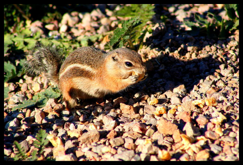 a,b oder c-hörnchen ?