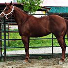 AB QH Miastarlight