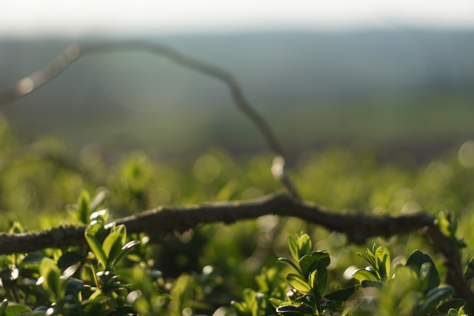 Ab über die Hecke 