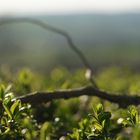 Ab über die Hecke 