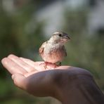 ab und zu kommt der kleine Spatz