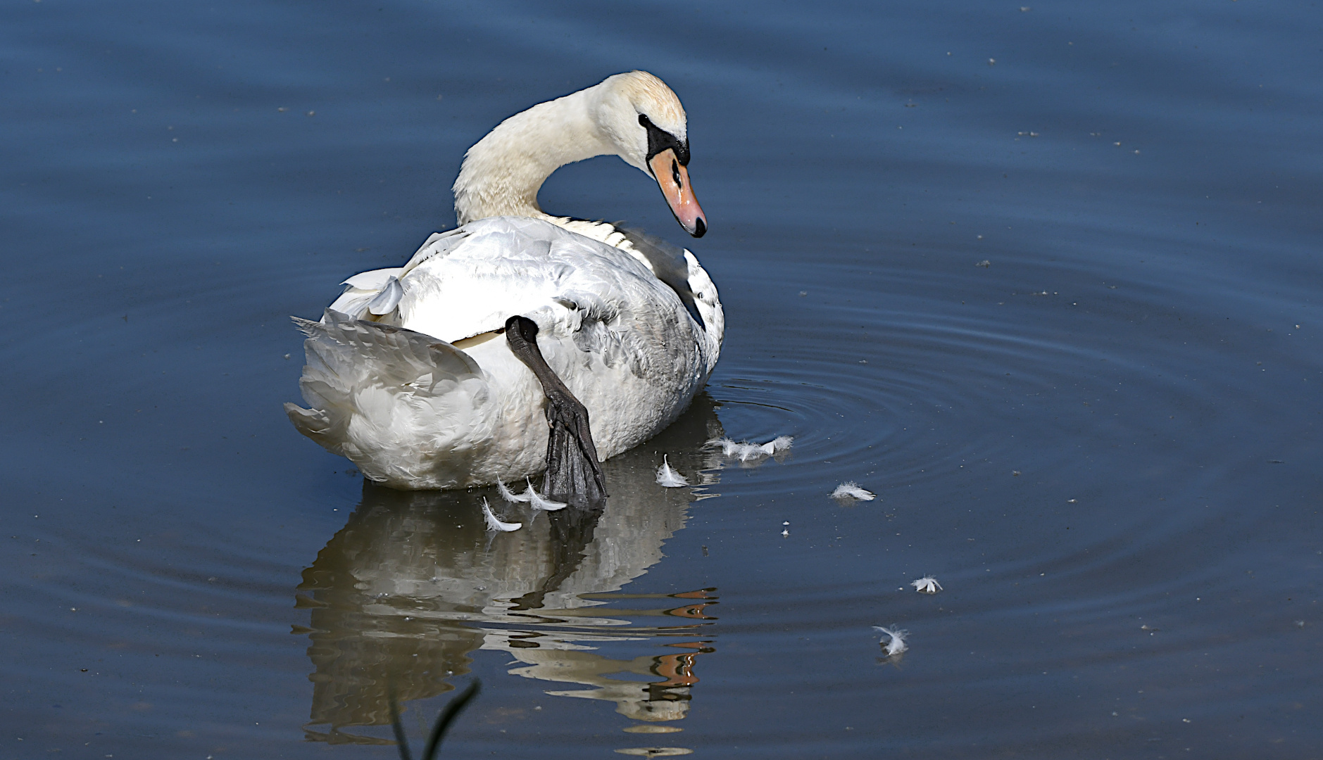 Ab und zu muss ein Schwan,...