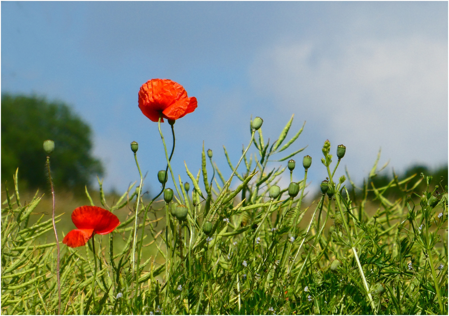 Ab und zu sieht man noch Mohn