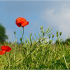 Ab und zu sieht man noch Mohn