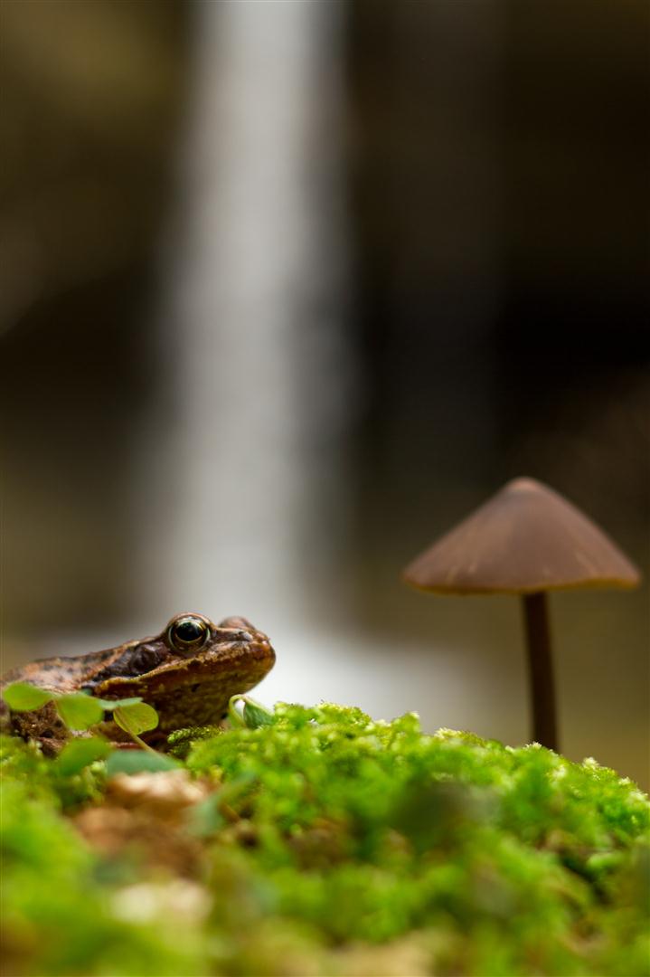 Ab untern Sonnenschirm Foto & Bild | pflanzen, pilze & flechten, pilze