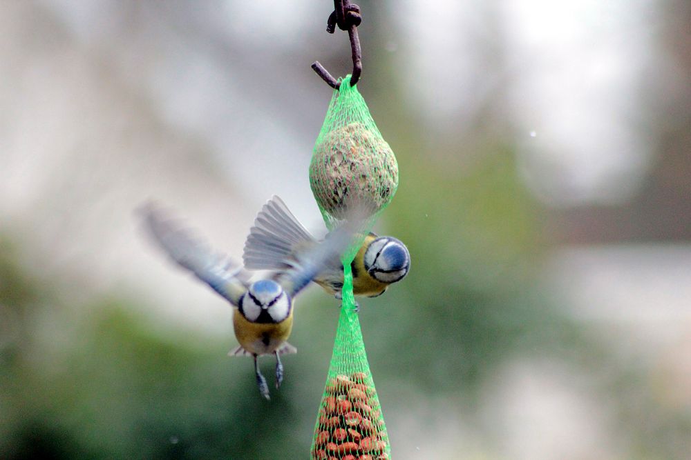 ab zum Fly-In