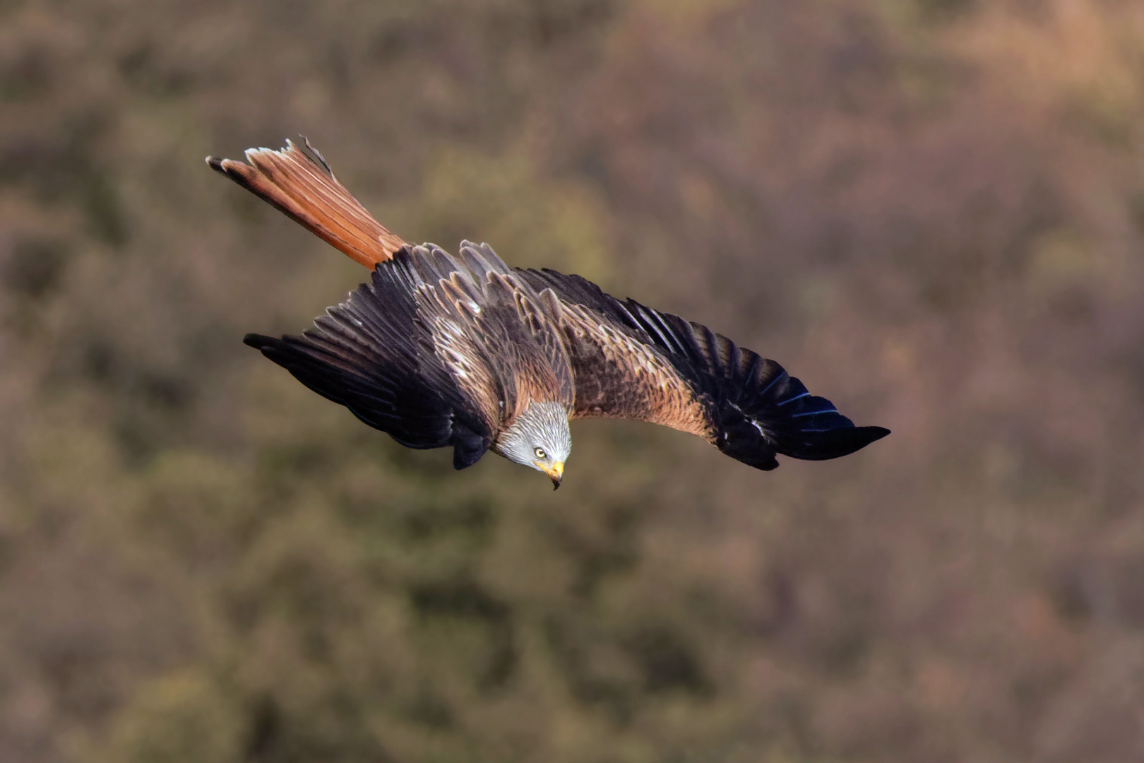 Ab zum Sturzflug - Rotmilan ( Milvus milvus) 