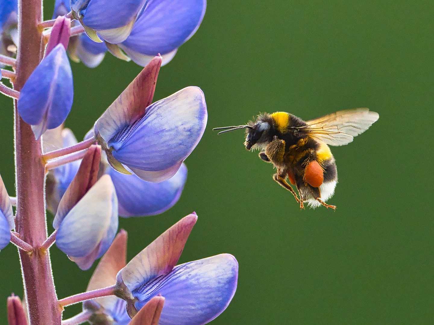 Ab zur Blüte