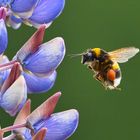 Ab zur Blüte