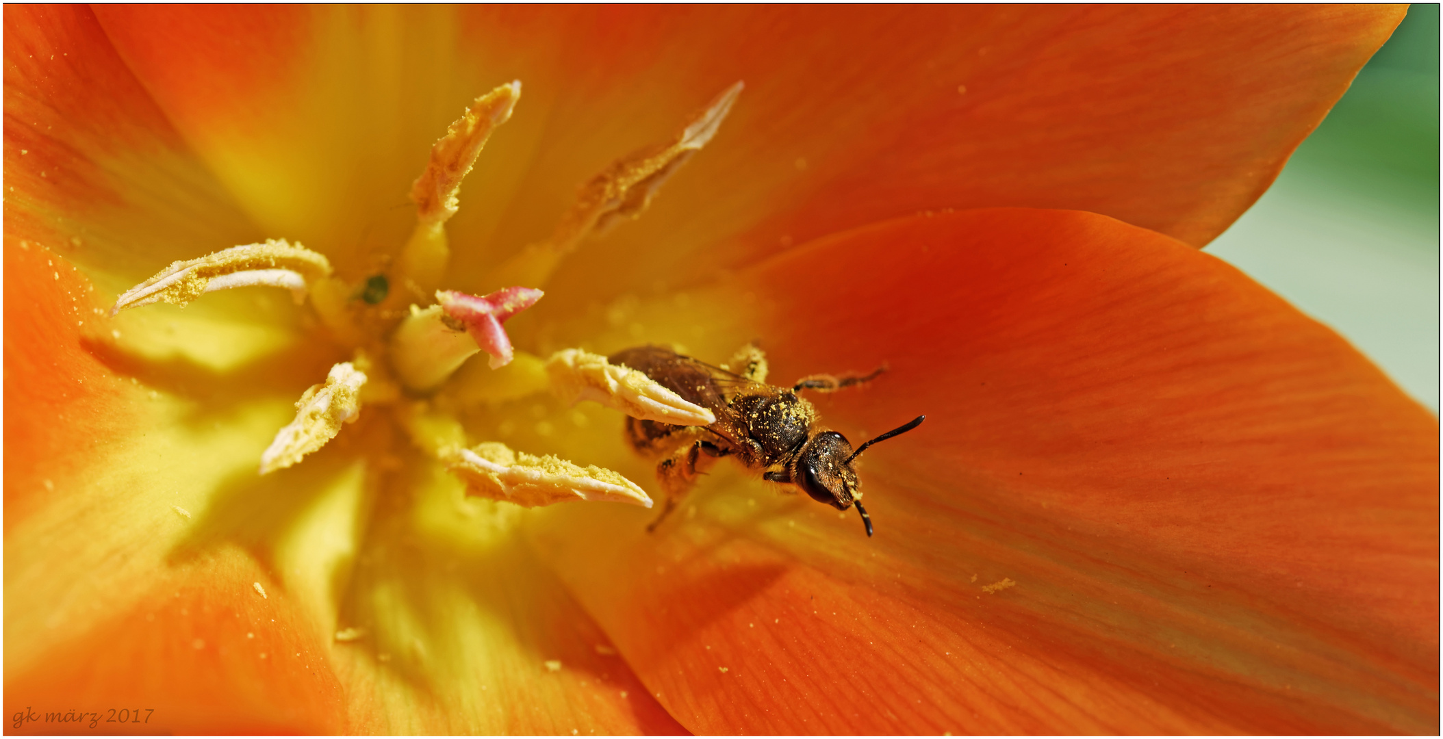 Ab zur nächsten Blüte...