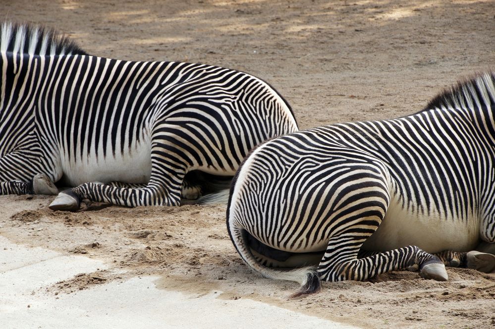 Zebrastreifen von irmiK.