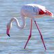 Flamingo, Flamant rose