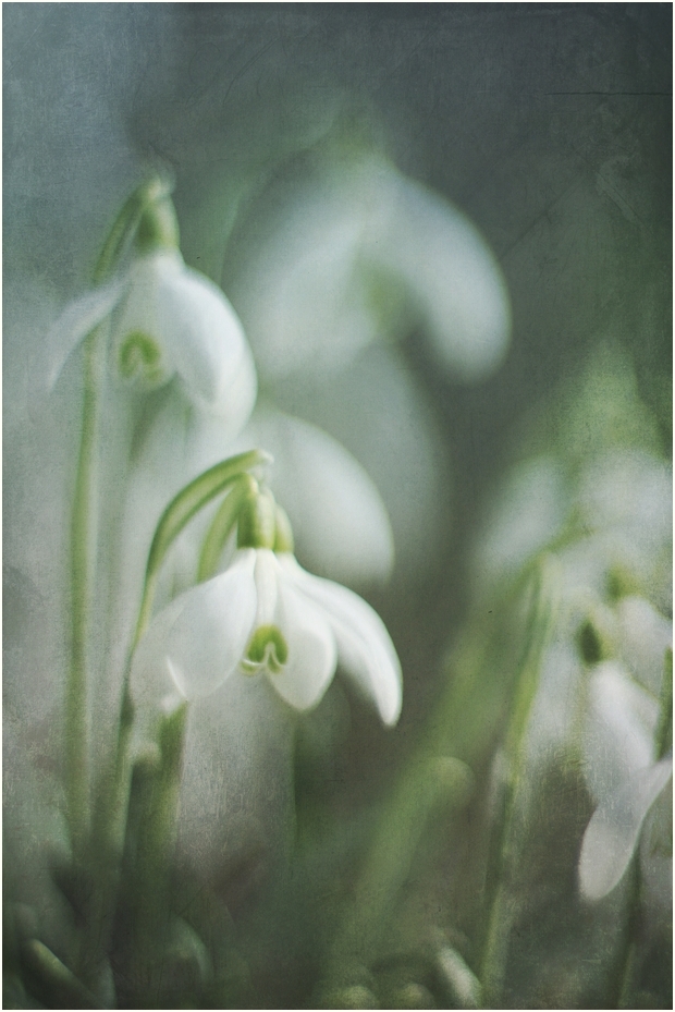 Vom Frühling träumen von Frau Dingsda