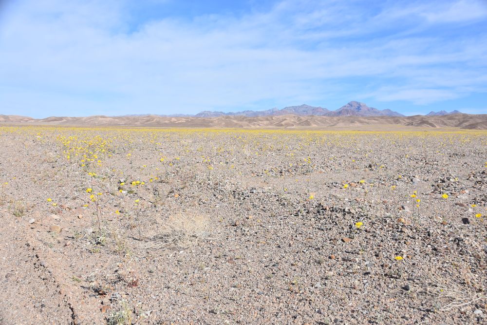 Das Death Valley blüht von Sternath Barbara