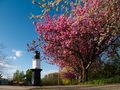 Japanische Kirschblüten  von Murien