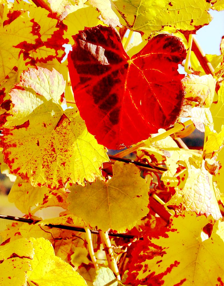 Rotes Weinblatt im Gegenlicht von Delvendahl