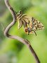 Schwalbenschwanz-Schmetterling - Papilio machaon by Claus Fisser 