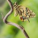 Schwalbenschwanz-Schmetterling - Papilio machaon