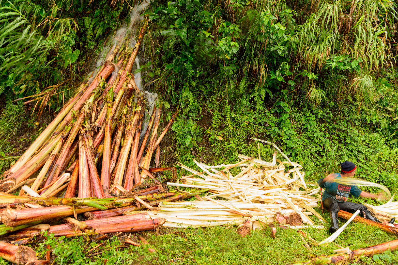 Abaca worker