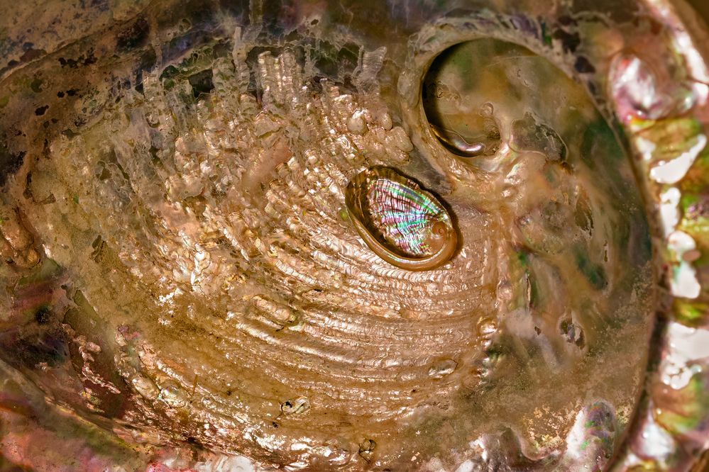 Abalone