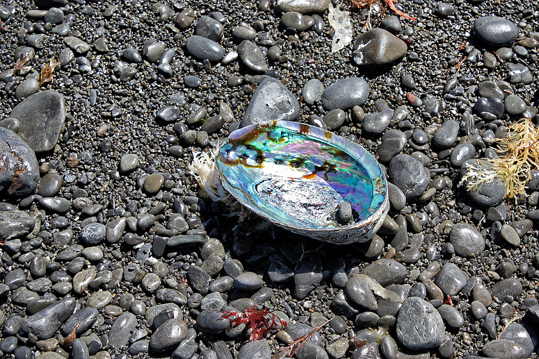 Abalone Paua