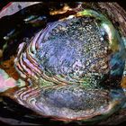 Abalone Reflected