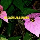 ABANCAY : BELLA ABANQUINA