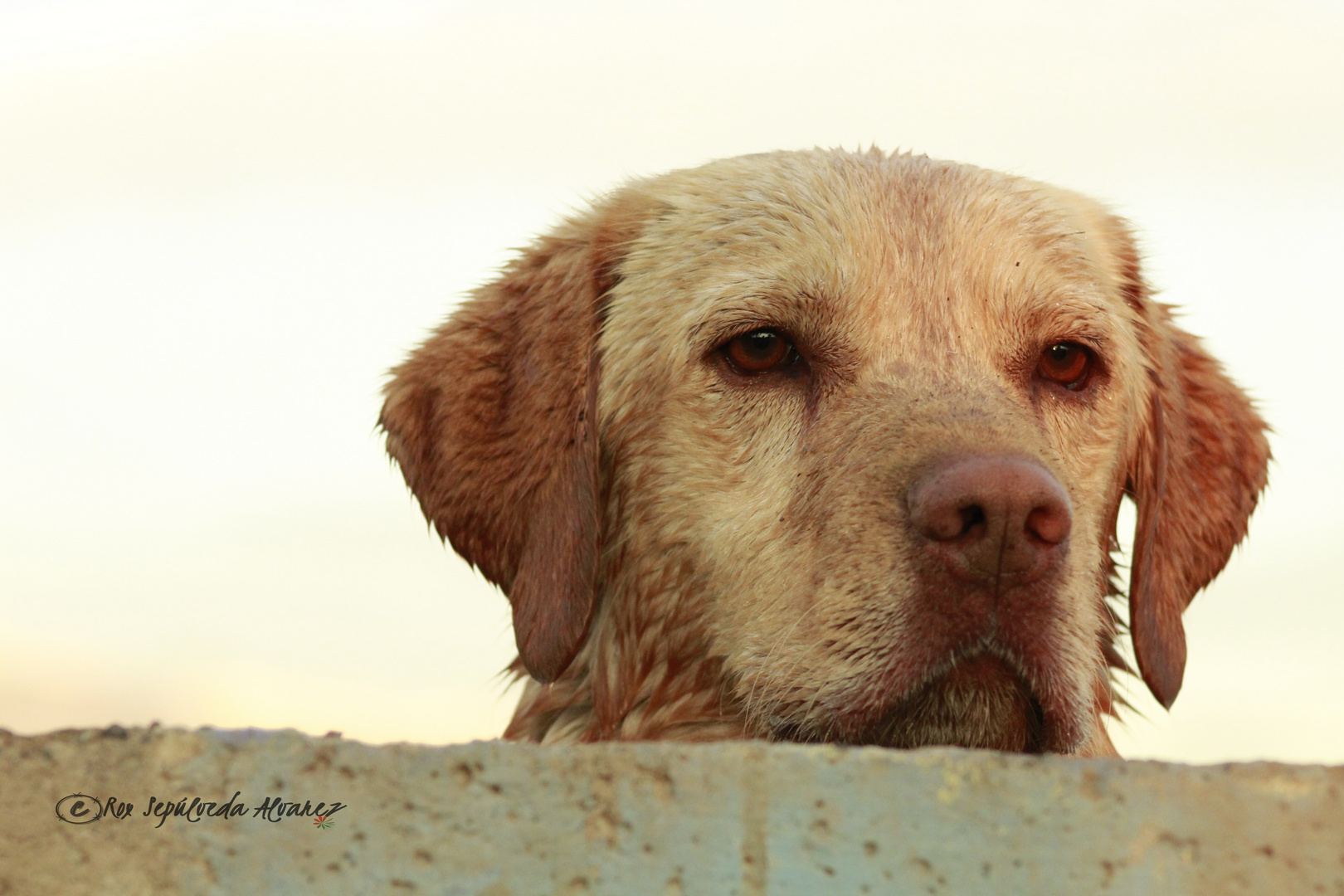 ABANDONADO