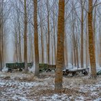 Abandonados al frio.