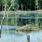 Abandoned Beaver Lodge