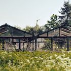 abandoned greenhouse