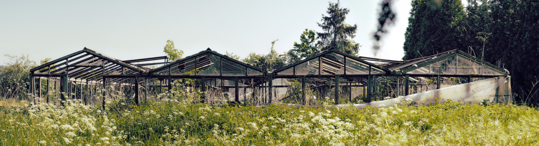 abandoned greenhouse