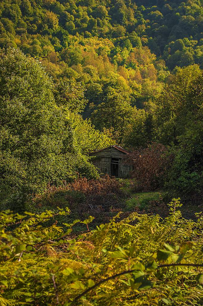 abandoned house