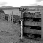 Abandoned paddock