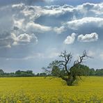 Abandonné sous un ciel menaçant ..........