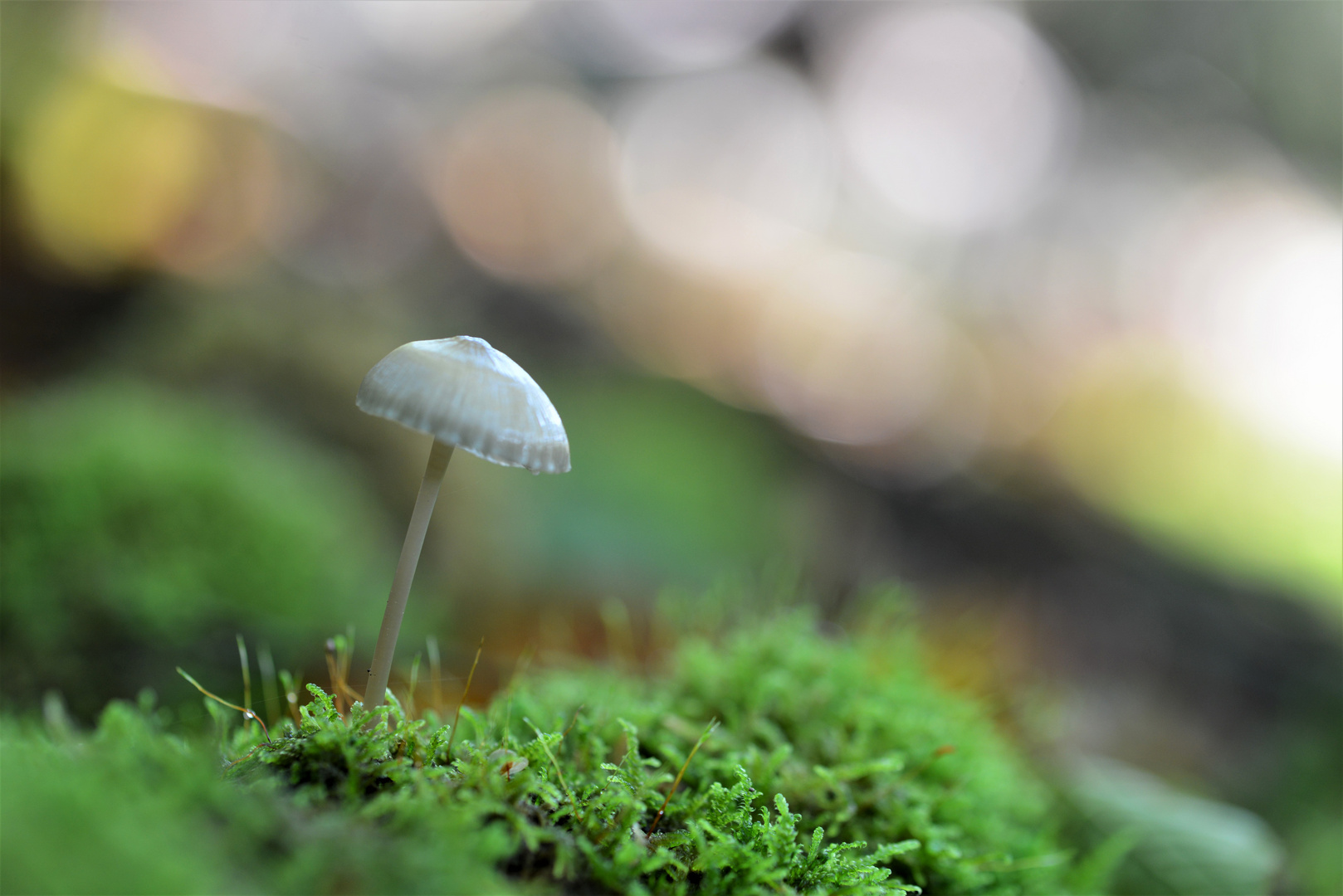 Abandonné sur son tapis de mousse