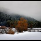 Abant - Bolu / Turkey