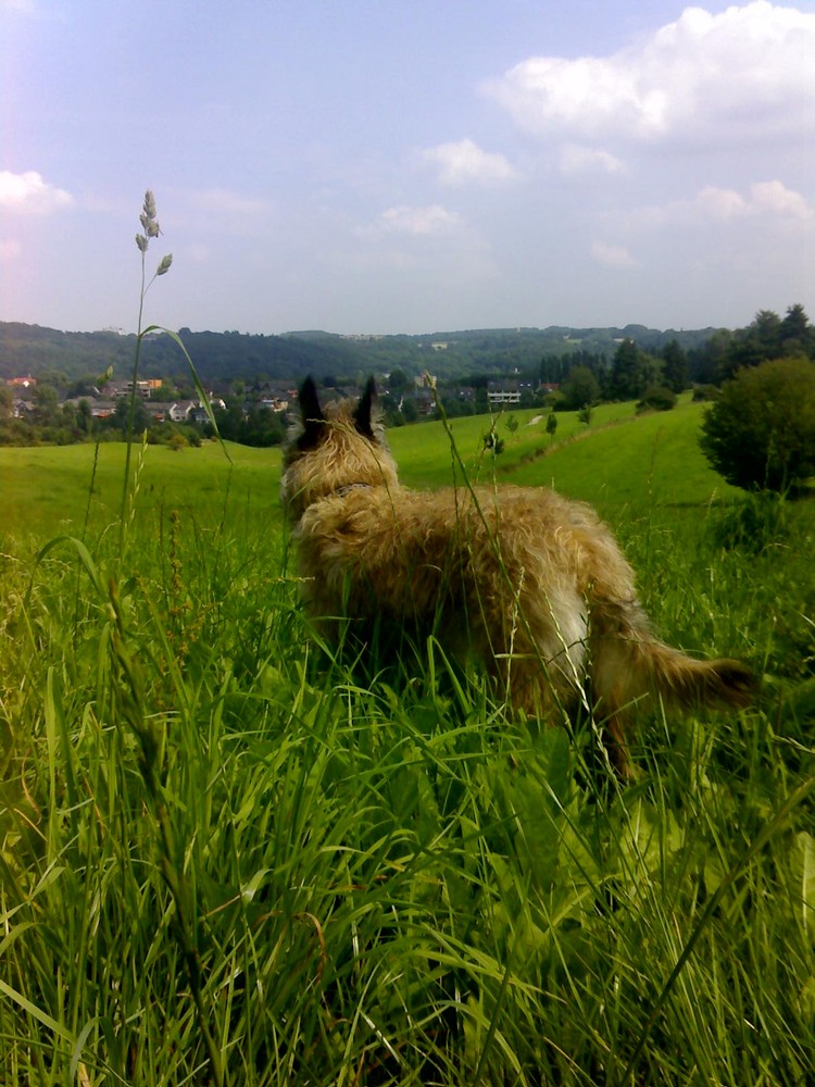 Abany, meine Hündin.