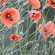 Hummeln am Klatschmohn im Morgentau