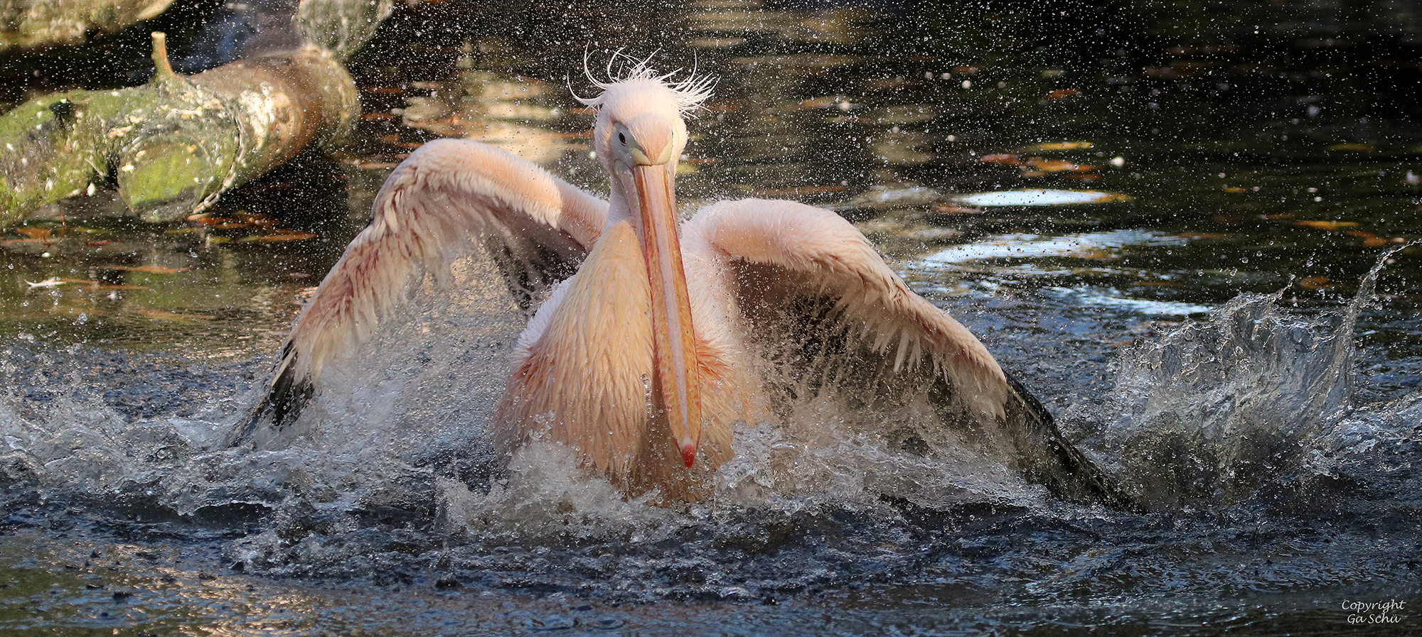 Abbaden Foto & Bild natur, tiere, vögel Bilder auf