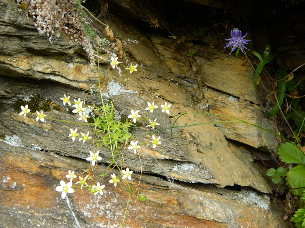 Abbarbicate alla roccia ...